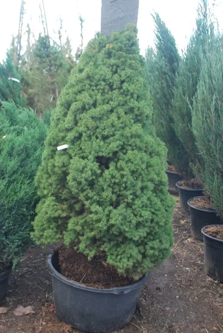 Ель сизая/канадская (Picea glauca December)