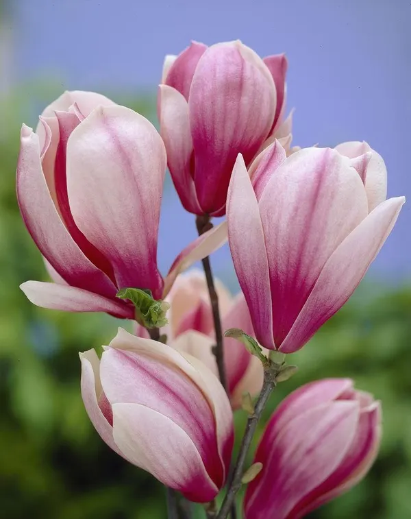 Red Lucky (розовый, внутри светлее)