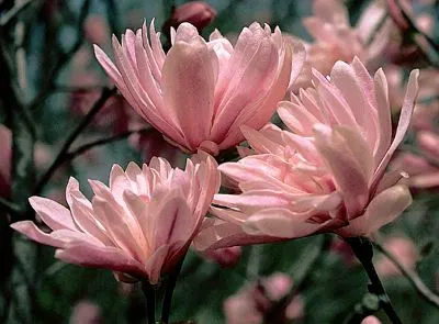 Chrysanthemiflora(розово-белый, полный)