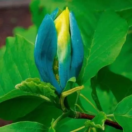 Blue Opal (сине-желтый)