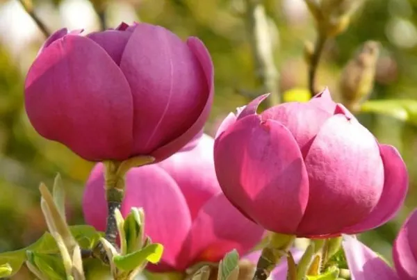 Black Tulip ᴾᴮᴿ (темно-бордовый)
