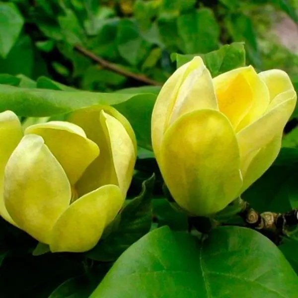 Yellow Bird (ярко-желтый, у основания зеленый)