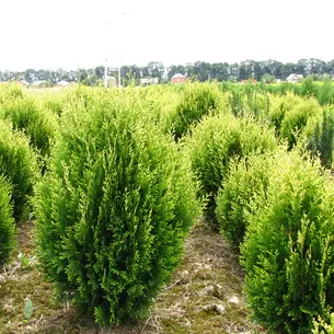 Туя складчатая Кан-Кан 2,5 L Thuja plicata Can -Can