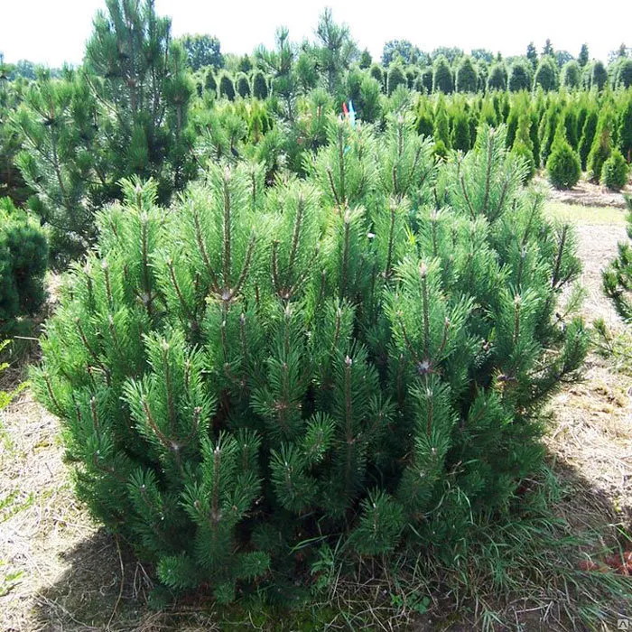 Сосна горная Мугус (Pinus mugo Mugо)