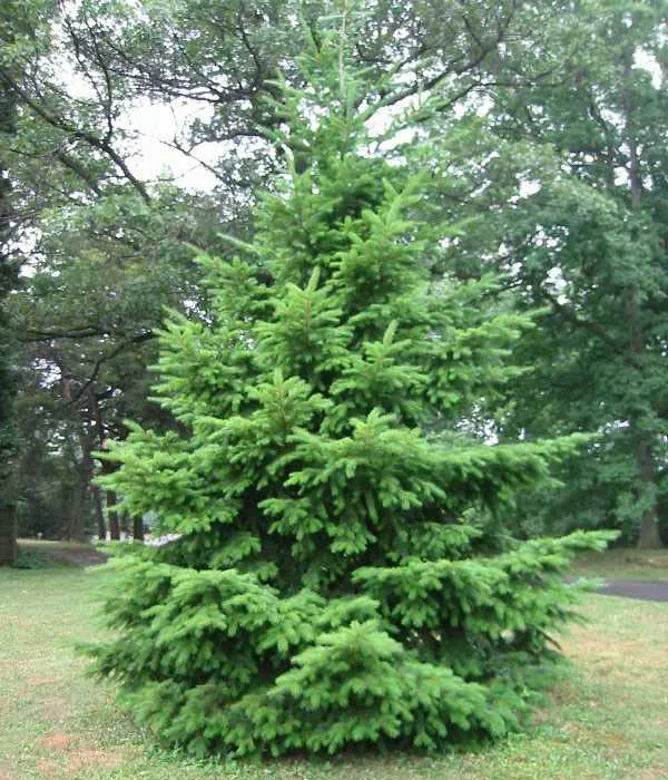 Псевдотсуга Мензиса (лат. Pseudotsuga menziesii)