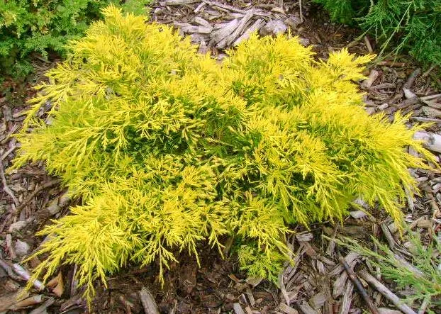 Можжевельник средний Кинг оф Спринг (Juniperus media King of Spring)