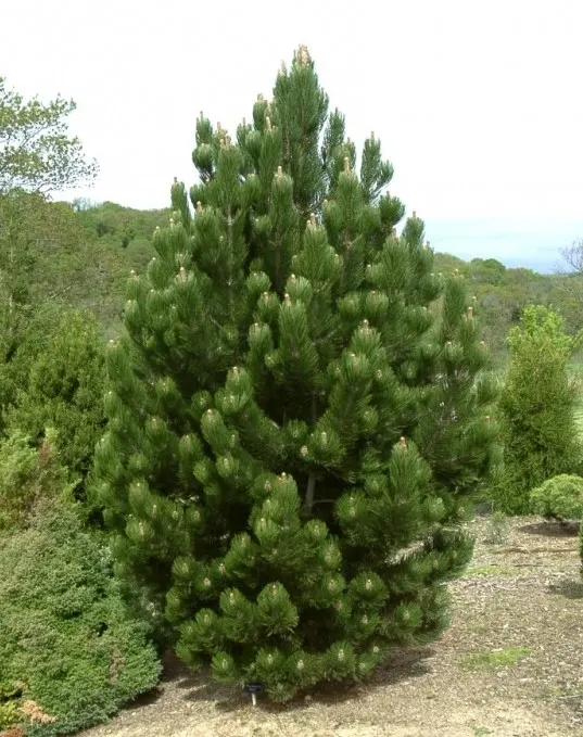 Pinus leucodermis Satellit Сосна боснийская Сателлит (сосна белокорая)