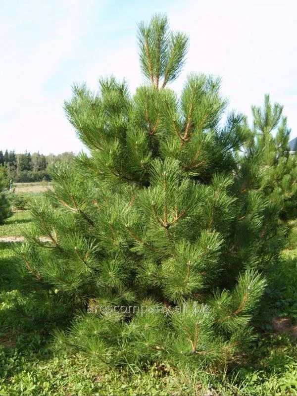 Сосна обыкновенная или лесная — Pinus sylvestris L.