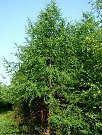 Лиственница европейская (Larix decidua)