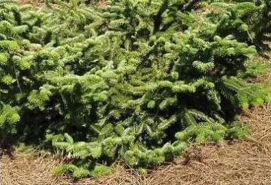 Пихта греческая "Мейерс Дварф" (Abies cephalonica "Meyer's Dwarf")