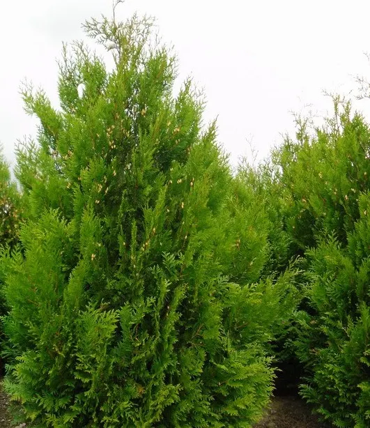 Туя складчатая (гигантская) Корник (Thuja plicata Kornik)