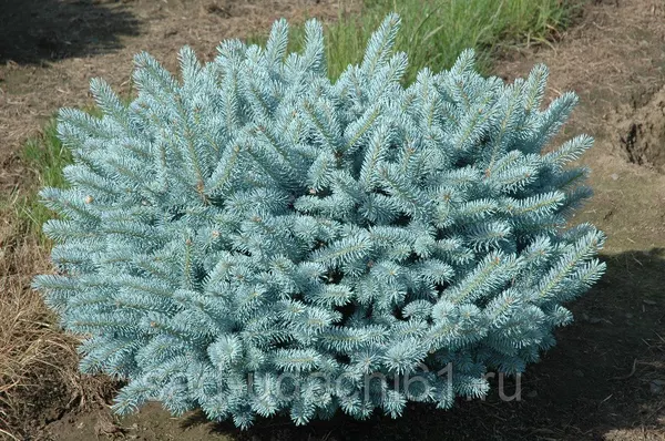 Ель колючая Глаука Глобоза (Picea pungens Glauca Globosa)
