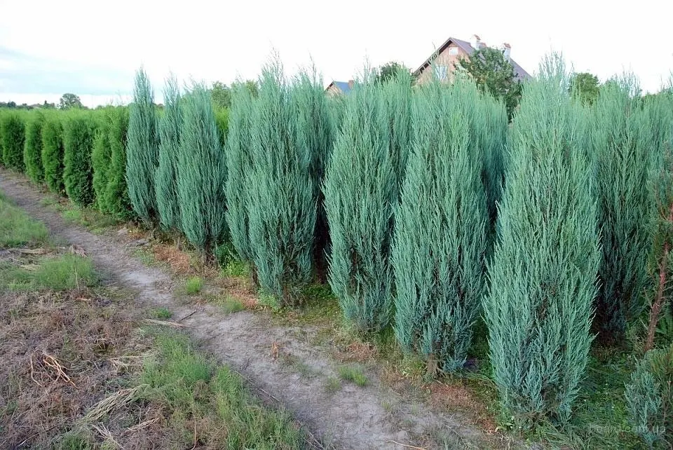 Можжевельник скальный Блю Арроу (Juniperus scopulorum Blue Arrow)