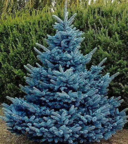 Ель колючая Блю Диамонд (Picea pungens Blue Diamond