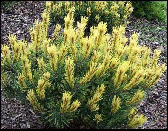 Pinus mugo Fruhlingsgold
Сосна горная Фрюлингсголд