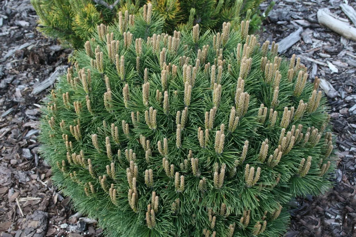 Pinus uncinata Hnizdo Сосна Хниздо