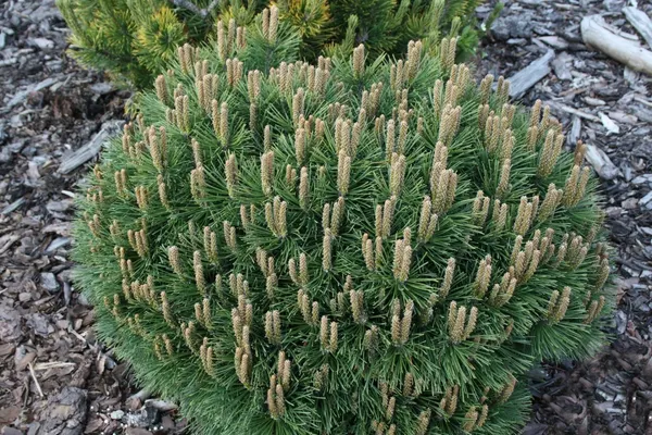 Pinus uncinata Hnizdo Сосна Хниздо