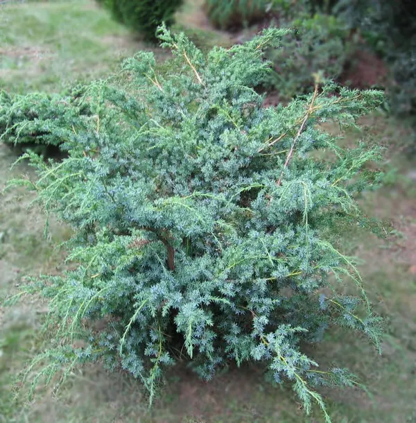 Можжевельник «Juniperus Blue Alps»