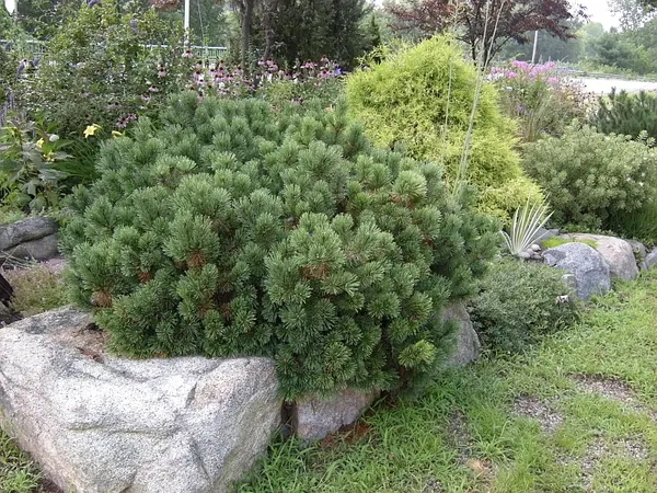 Сосна горная Бенжамин
 Pinus mugo Benjamin