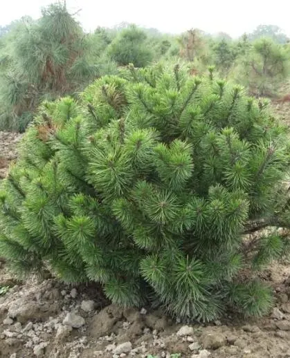 Pinus mugo subsp. mugo (сосна горная)