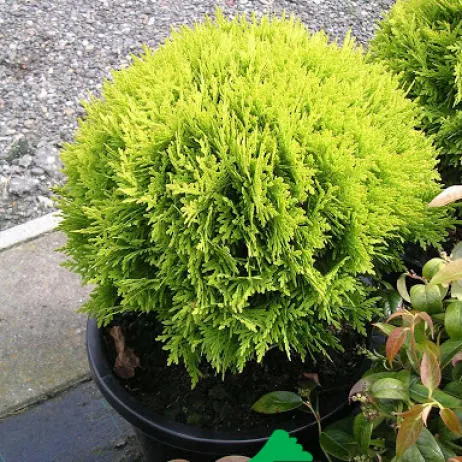 Туя западная Мириам (Thuja occidentalis Mirjam)