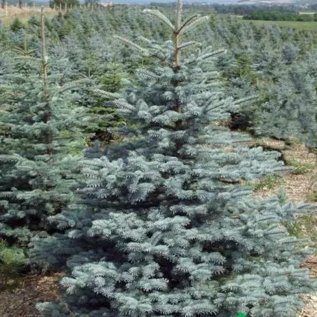 Ель колючая или голубая. Picea pungens