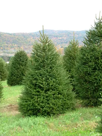 ЕЛЬ ОБЫКНОВЕННАЯ (PICEA ABIES)