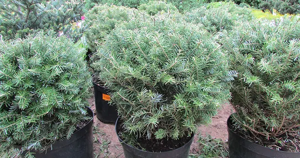 Тис средний 'Кула' Taxus baccata KULA