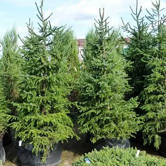 Ель сербская (Picea Omorika)