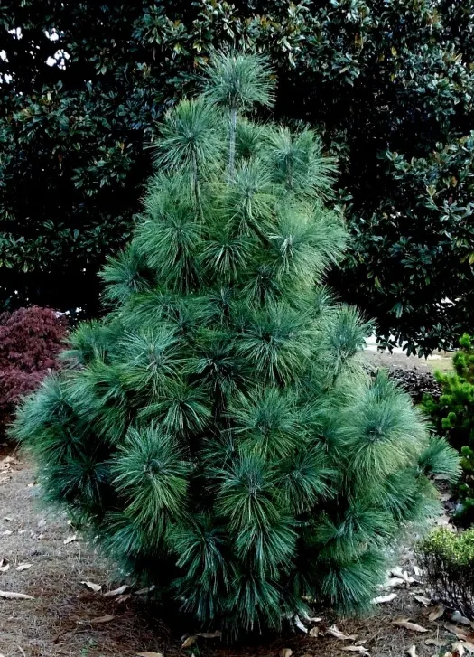 Сосна гималайская, или валлихиана (Pinus wallichiana)