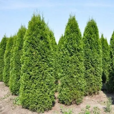 Туя западная Смарагд (Thuja occidentalis Smaragd)