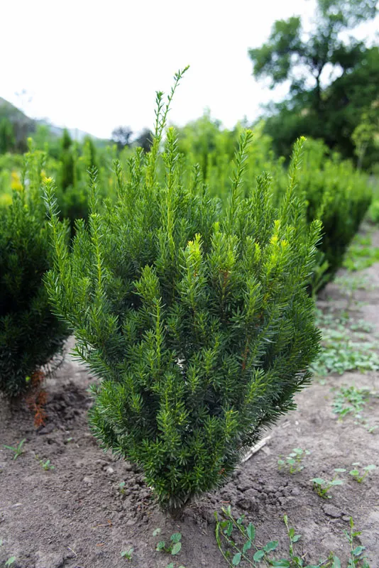 Тис средний 'Хиллии' Taxus media 'Hillii'