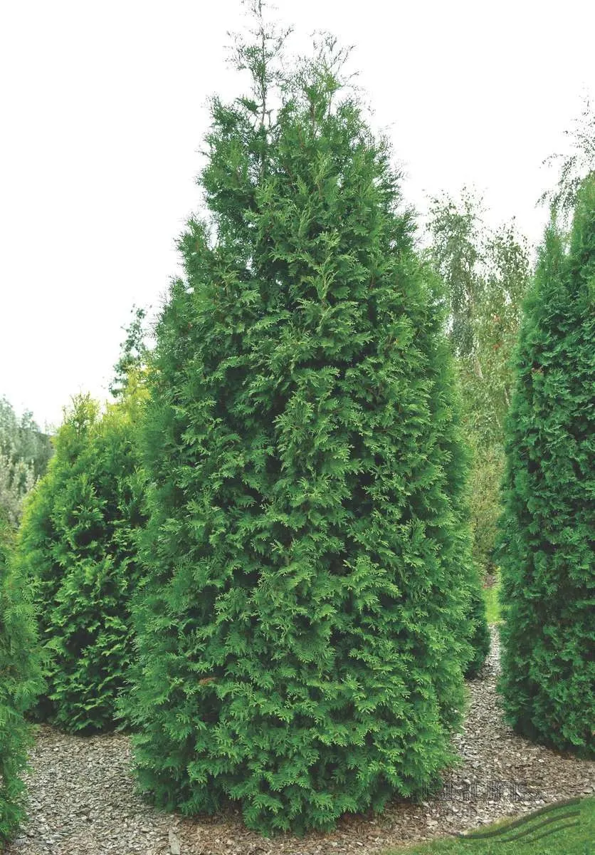 Туя западная Брабант (Thuja occidentalis Brabant)
