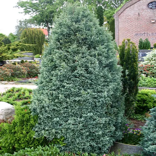 Кипарисовик горохоплодный Булевард (Chamaecyparis pisifera Boulevard)