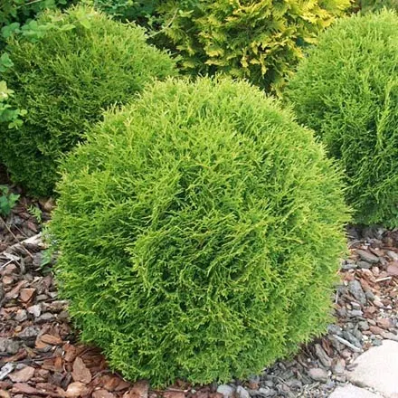 Туя западная Даника (Thuja occidentalis Danica)