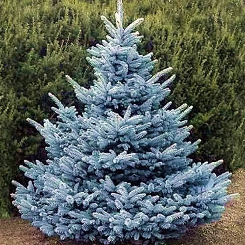 Ель колючая "Супер Блю Сидлинг" / Picea pungens "Super Blue Seedling"