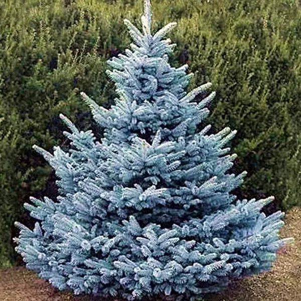 Ель колючая "Супер Блю Сидлинг" / Picea pungens "Super Blue Seedling"