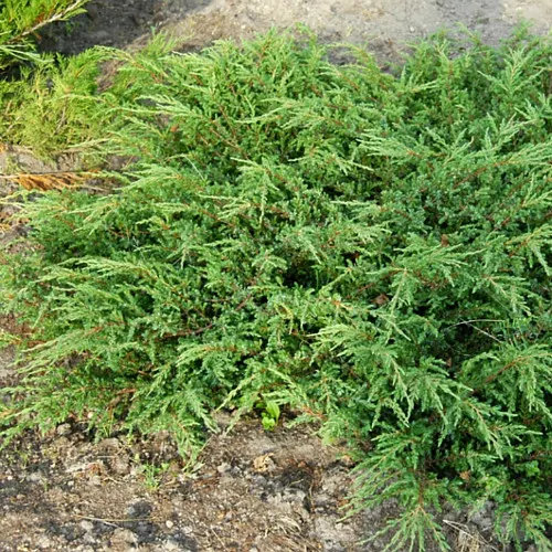 J. communis Repanda (можжевельник Репанда)