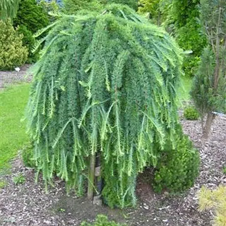 Лиственница японская (Larix kaempferi)