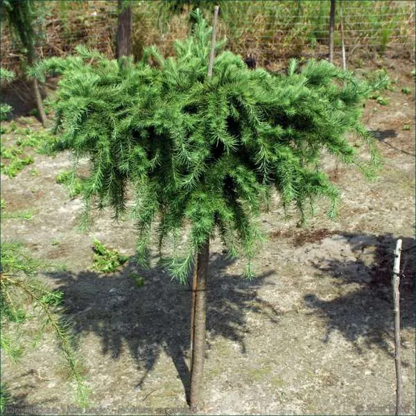 Larix decidua Little Bogle Лиственница европейская Литтл Богл.