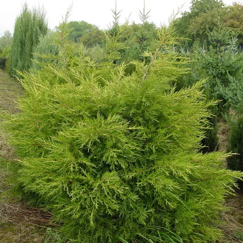 Можжевельник китайский Куривао Голд (Juniperus chinensis Kuriwao Gold)