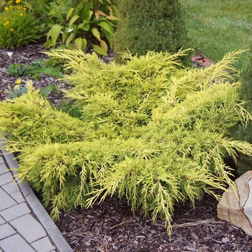 Можжевельник средний Олд Голд (Juniperus x pfitzeriana Old Gold)