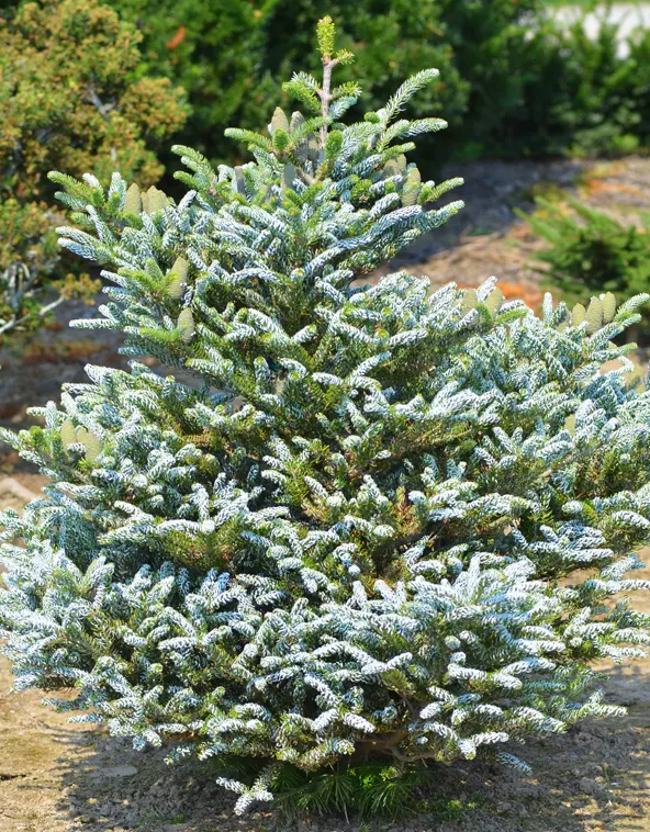 Пихта корейская Сильбер Стар Abies koreana Silver Star