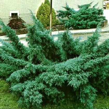 Можжевельник средний Пфитцериана Глаука (Juniperus x-media Pfitzeriana Glauca)