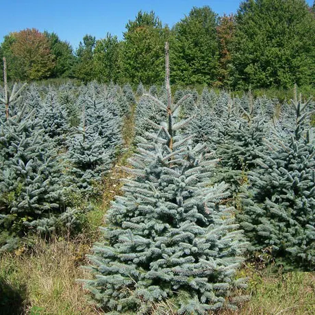 Ель колючая Глаука (Picea pungens Glauca)