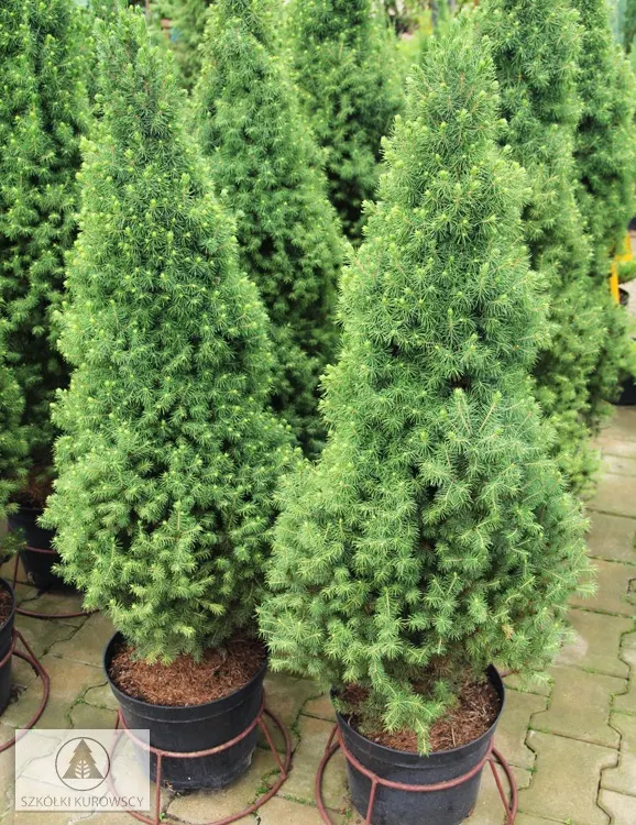 Picea glauca 'December ель Коника