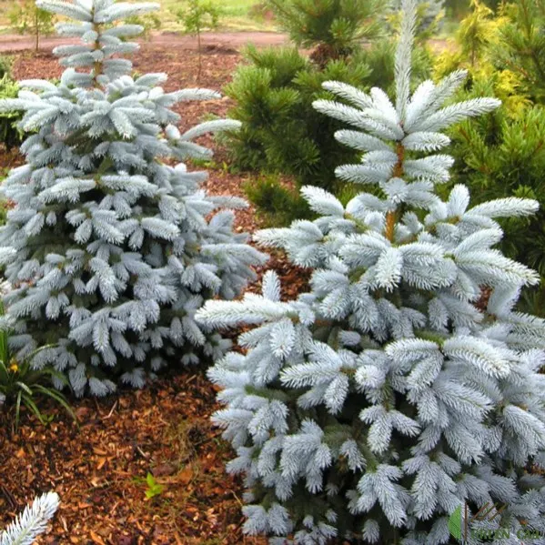 Picea "Edith" - Ель «Эдит»