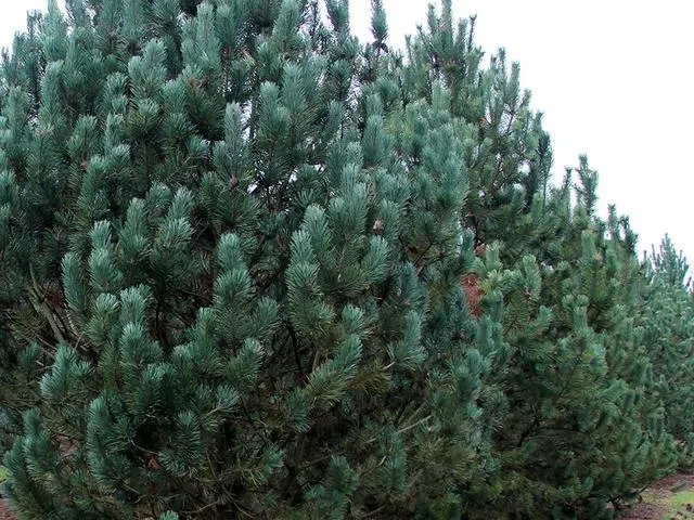 Сосна горная унцината (Pinus mugo uncinata)