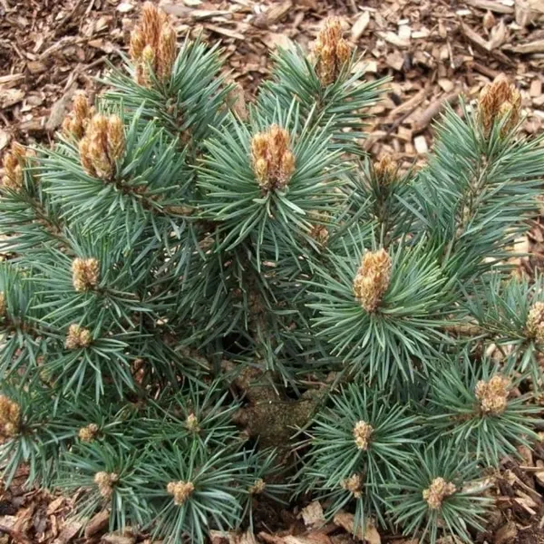 Pinus sylvestris 'Chantry Blue'