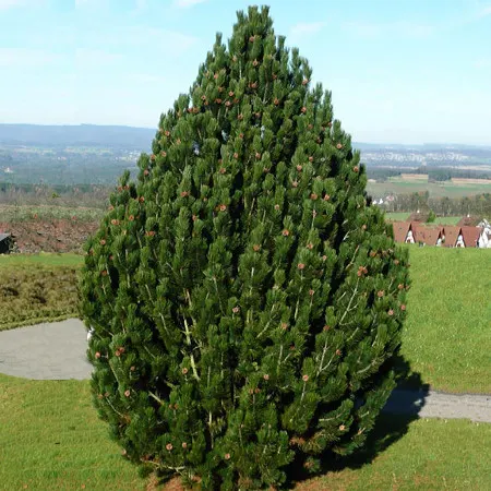 Сосна белокорая (боснийская) или Гельдрейха Компакт (Pinus leucodermis Compact)